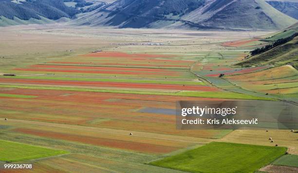 fioritura di castelluccio - fioritura fotografías e imágenes de stock
