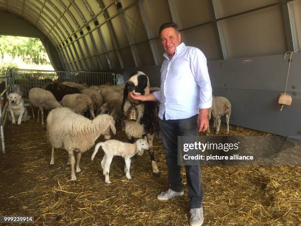 Local resident Nando Bonanni with his sheep in Amatrice, Italy, 2 August 2017. An earthquake last year destroyed most of the historic town and killed...