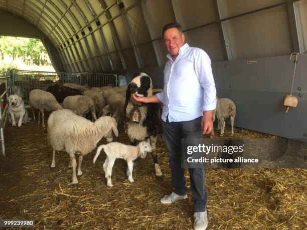 Local resident Nando Bonanni with his sheep in Amatrice, Italy, 2 August 2017. An earthquake last year destroyed most of the historic town and killed...