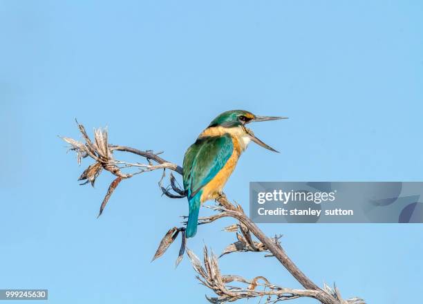 new zealand native kingfisher - insectívoro fotografías e imágenes de stock
