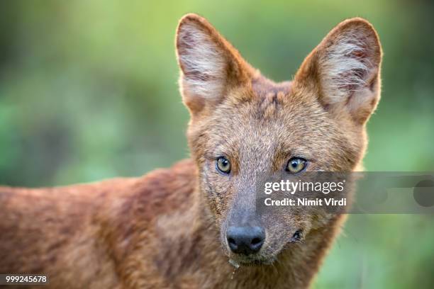 538点のドール犬のストックフォト Getty Images 538点のドール犬のストックフォト Getty Images