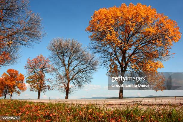 autumn road - emilia stock-fotos und bilder