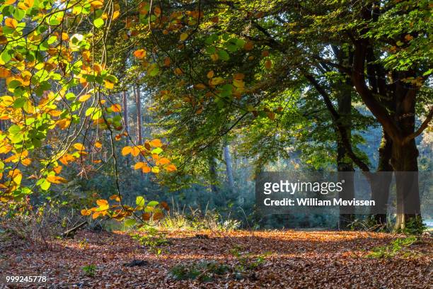 beech trees fall foliage - william mevissen stockfoto's en -beelden