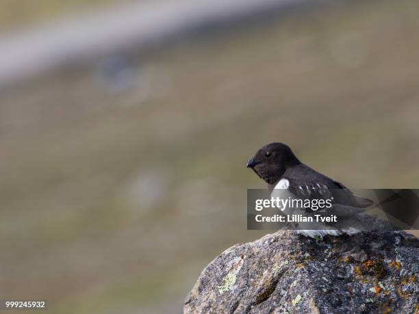 little auk, alle alle, sitting on a rock in spitsbergen, svalbard, norway - svalbard e jan mayen - fotografias e filmes do acervo