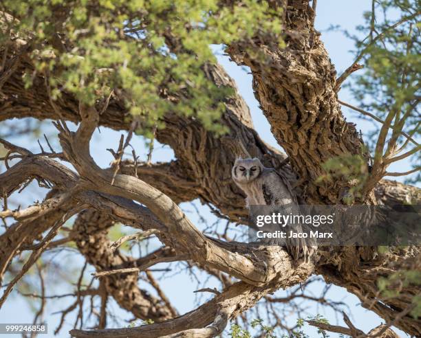 camoflage - horned owl stock pictures, royalty-free photos & images