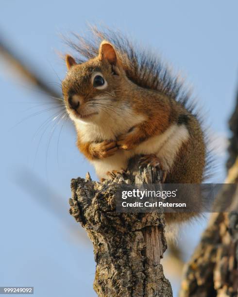 cold fingers - american red squirrel stock pictures, royalty-free photos & images