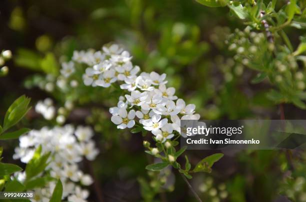 blossom spirea - spirea stock pictures, royalty-free photos & images