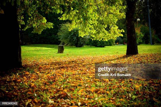 i colori dell'autunno - autunno stock-fotos und bilder