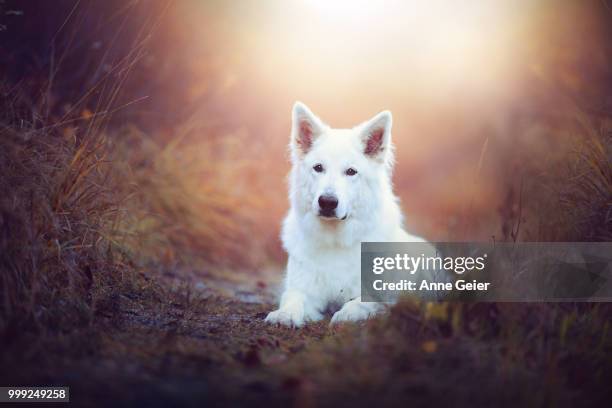 white beauty - wolf cub stock pictures, royalty-free photos & images