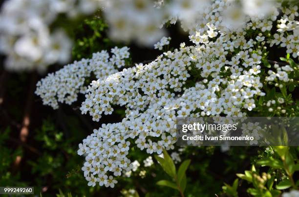 blossom spirea - spirea stock pictures, royalty-free photos & images