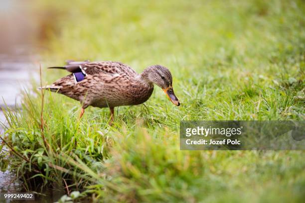 duck on the lake bank on the green grass. - jozef polc stock pictures, royalty-free photos & images