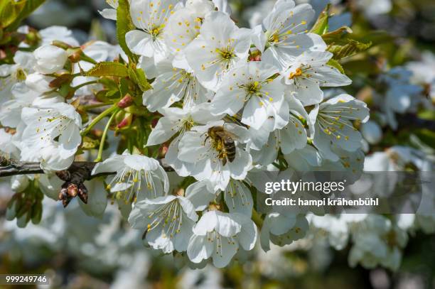 bienen - bienen fotografías e imágenes de stock