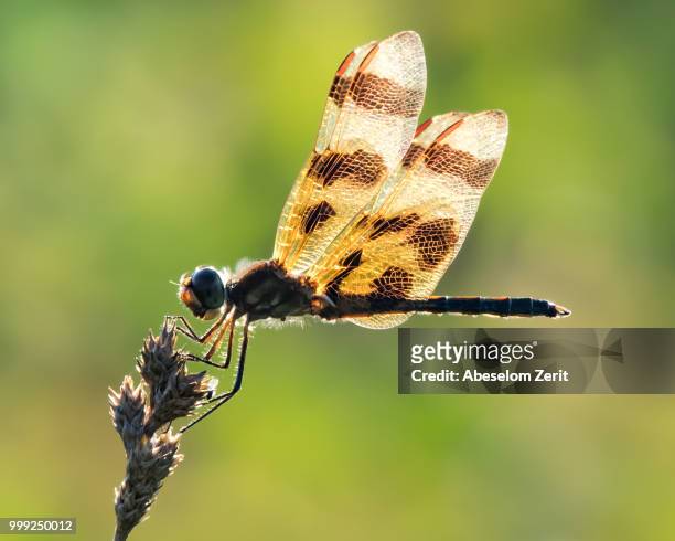 halloween pennant xv - xv stock pictures, royalty-free photos & images