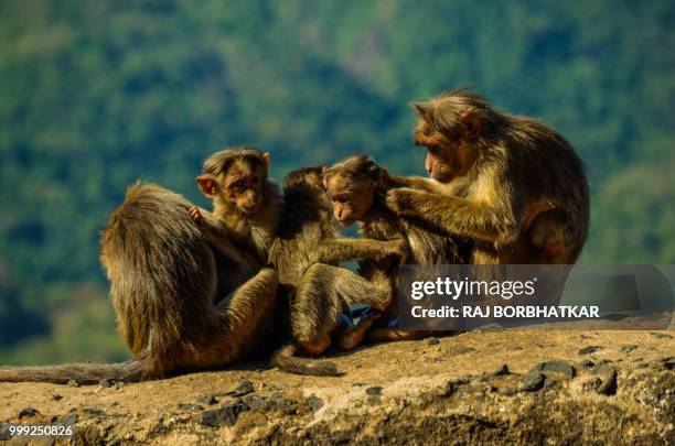 monkey family - raj stock pictures, royalty-free photos & images