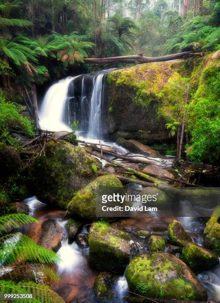 toorongo falls - lam stock pictures, royalty-free photos & images