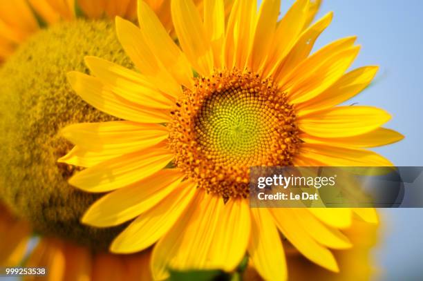 sun flower - dat photos et images de collection