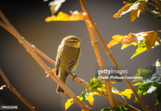 common chiffchaff - chiffchaff stock pictures, royalty-free photos & images