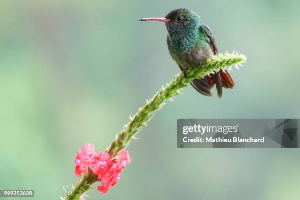 sweet beak - colibri stock pictures, royalty-free photos & images