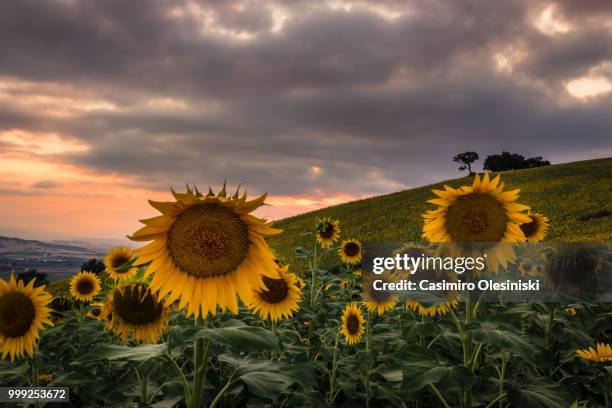 girasoli al tramonto - girasoli stock-fotos und bilder