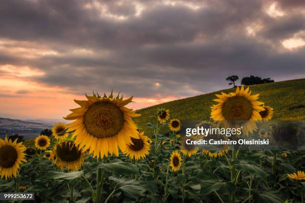 girasoli al tramonto - tramonto stock pictures, royalty-free photos & images