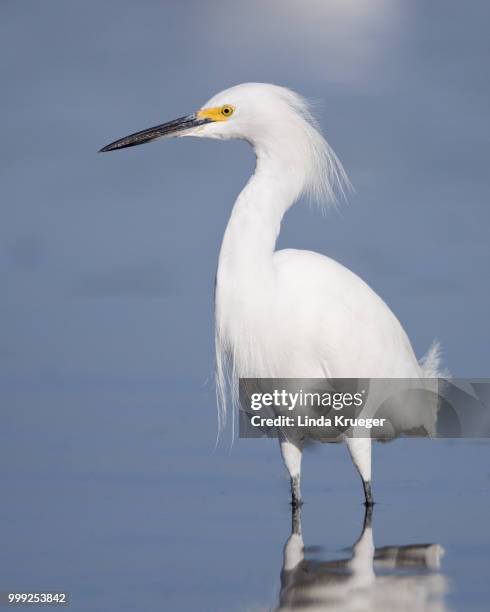 snowy egret - snowy egret stock pictures, royalty-free photos & images
