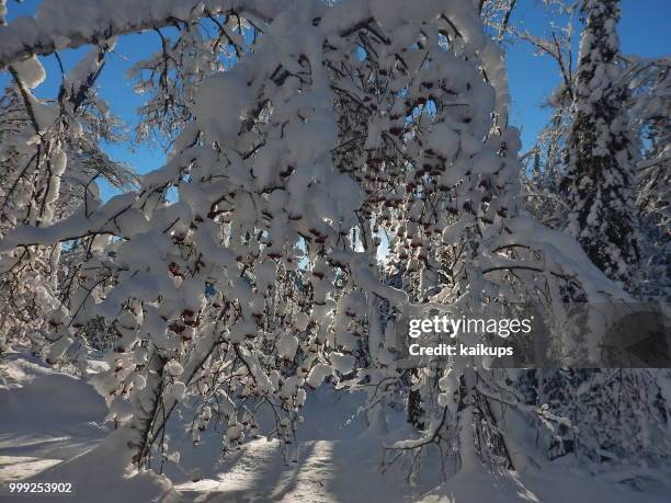 mezhdurechensk,russia - mezhdurechensk stock pictures, royalty-free photos & images