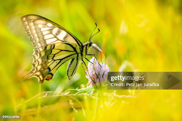 old world swallowtail - old world swallowtail stock pictures, royalty-free photos & images