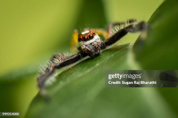 two-striped jumper.. - raj stock pictures, royalty-free photos & images