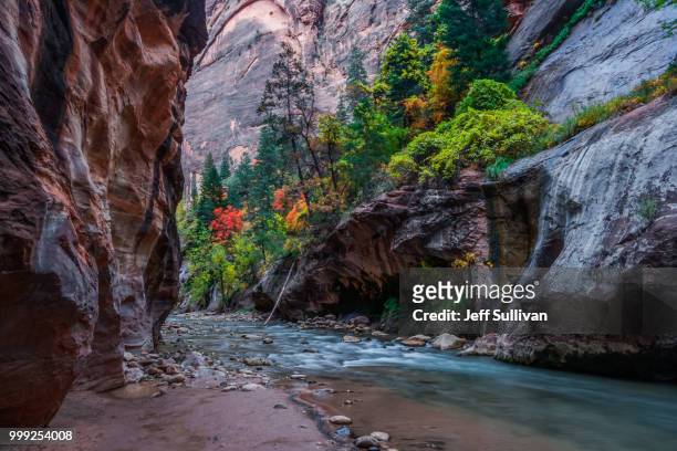 fall colors in the virgin river narrows - virgin river stock pictures, royalty-free photos & images