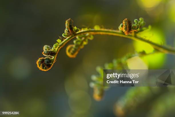 with last rays of the evening - hanna stockfoto's en -beelden