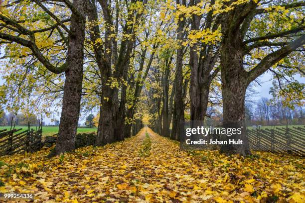 1,780 Maple Drive Stock Photos, High-Res Pictures, and Images - Getty ...