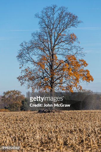 Michigan Autumn Day Tree