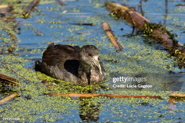 yum! yum! duckweed for dinner - moorhen stock pictures, royalty-free photos & images