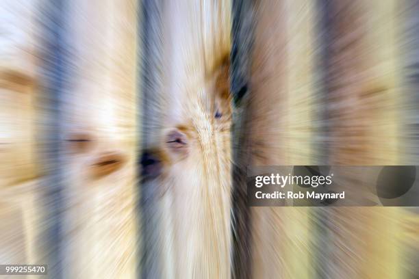 abstract of fence - tapezierbürste stock-fotos und bilder