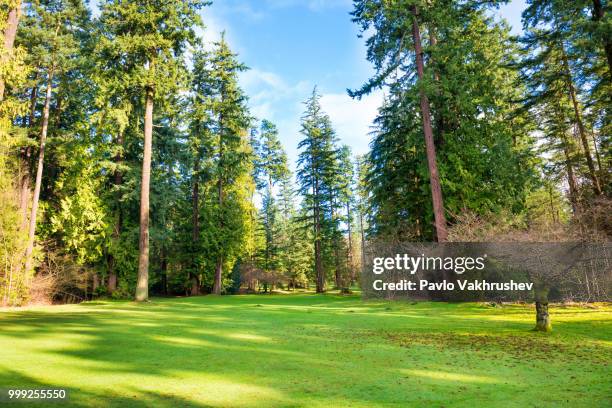 green lawn with trees in the park - green park stock pictures, royalty-free photos & images