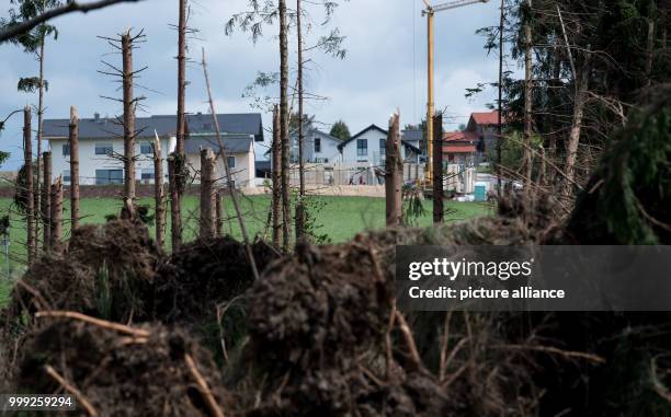 Snapped trees lie in Hauzenberg, Germany, 21 August 2017. The bad weather last Friday evening has seriously affected farmers in several parts of the...