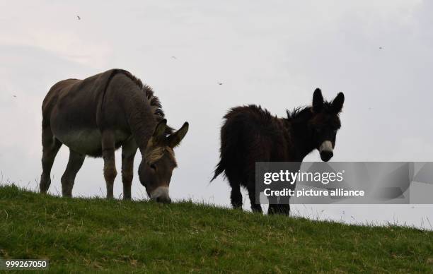 Donkeys in a field in Cuxhaven, Germany, 16 August 2017. The animals are to be placed in fields with sheep in order to protect the latter against...