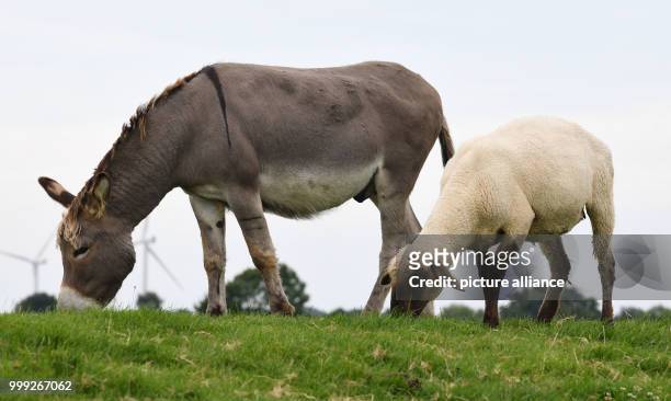 Donkeys in a field in Cuxhaven, Germany, 16 August 2017. The animals are to be placed in fields with sheep in order to protect the latter against...
