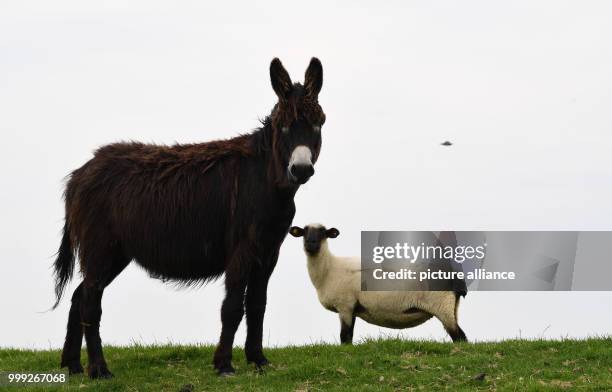 Donkeys in a field in Cuxhaven, Germany, 16 August 2017. The animals are to be placed in fields with sheep in order to protect the latter against...