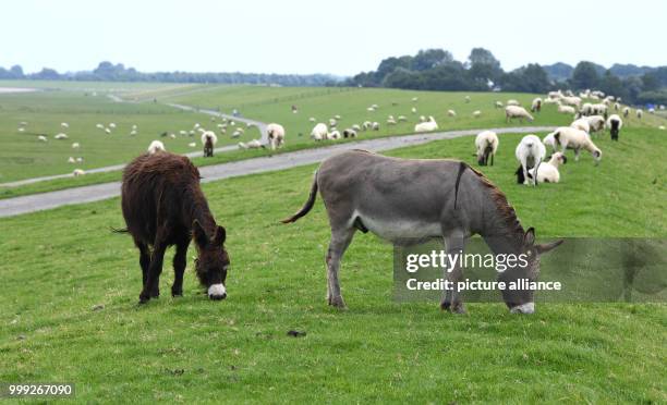 Donkeys in a field in Cuxhaven, Germany, 16 August 2017. The animals are to be placed in fields with sheep in order to protect the latter against...