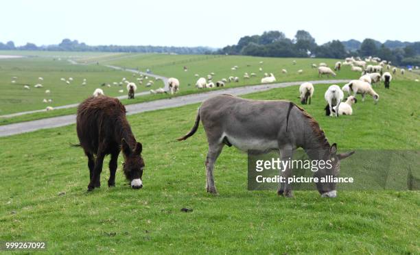 Dpatop - Donkeys in a field in Cuxhaven, Germany, 16 August 2017. The animals are to be placed in fields with sheep in order to protect the latter...