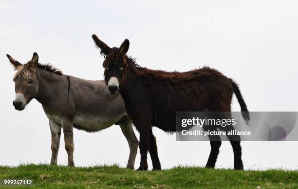 Donkeys in a field in Cuxhaven, Germany, 16 August 2017. The animals are to be placed in fields with sheep in order to protect the latter against...