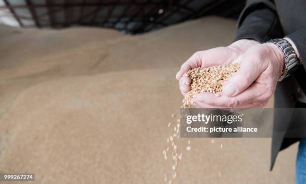 Cereal handler lets grain run through his hands in Algermissen, Germany, 22 August 2017. A late cold snap and frost in spring and constant rain...