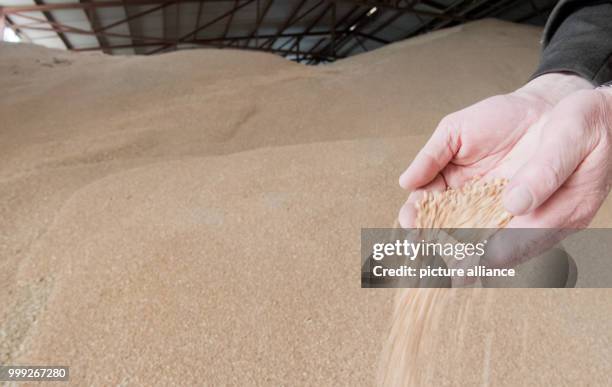 Cereal handler lets grain run through his hands in Algermissen, Germany, 22 August 2017. A late cold snap and frost in spring and constant rain...