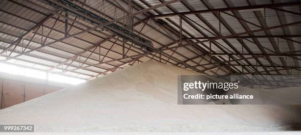 Wheat is delivered in Algermissen, Germany, 22 August 2017. A late cold snap and frost in spring and constant rain throughout the summer meant that...