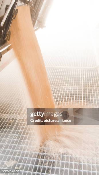 Wheat is delivered in Algermissen, Germany, 22 August 2017. A late cold snap and frost in spring and constant rain throughout the summer meant that...