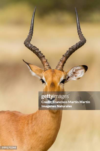 impala portrait - antelope stock pictures, royalty-free photos & images