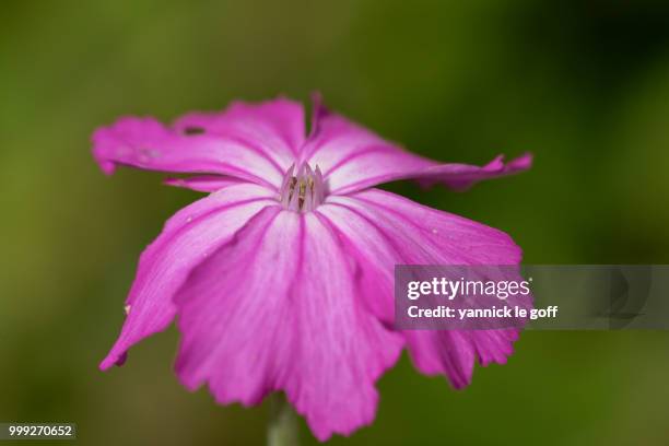 Fleur Photos and Premium High Res Pictures - Getty Images