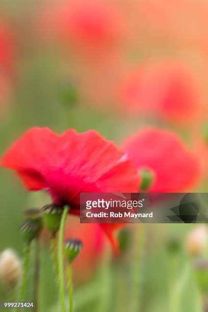 poppy at the field - seeded stock pictures, royalty-free photos & images