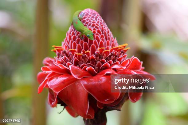 bright red torch ginger flower with green gecko - bastão do imperador imagens e fotografias de stock